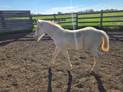 2026 - STUD COLT, View more