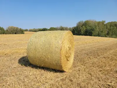 LARGE ROUND STRAW BALES, View more
