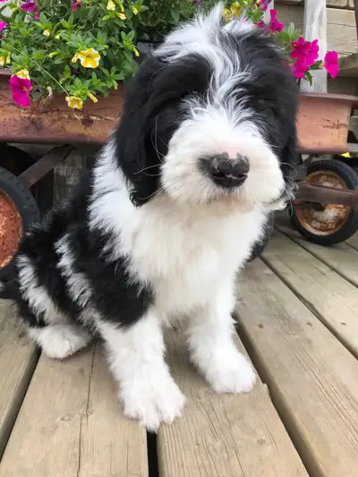 sheepadoodles F1 ❤️, View more