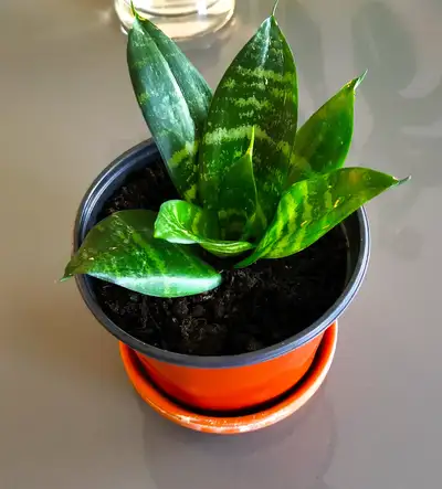 Indoor Plant :   Tiger Pattern Orchid, View more