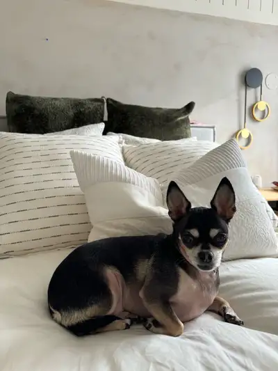 chihuahua for rehome, View more