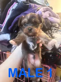 Yorkie Puppies For Sale - 2 LEFT  