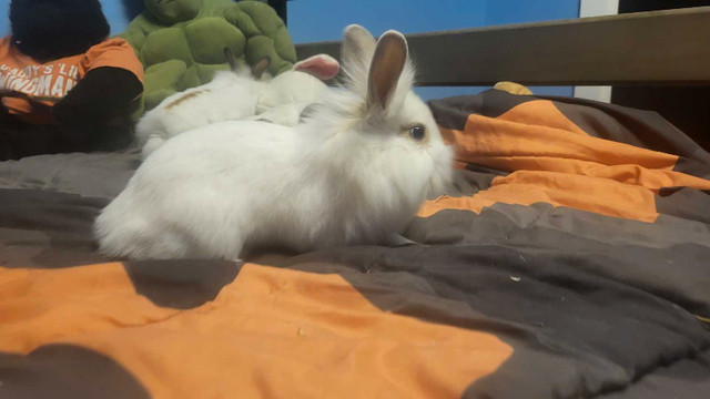 8 week old dwarf rabbits for sale in Small Animals for Rehoming in Sault Ste. Marie