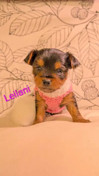 Beautiful tiny Yorkshire , View more