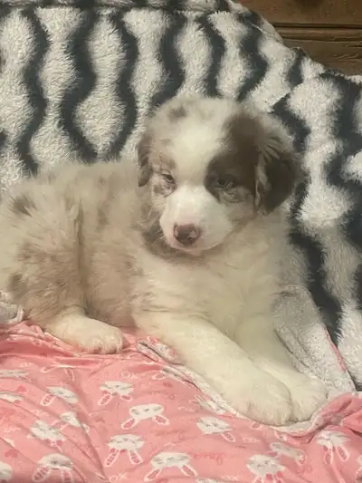 5 chiots né le 7 Janvier Vaccinés le 17 mars 2025 Vermifugé le 17 mars 2025 2 femelle et 3 males. Un...