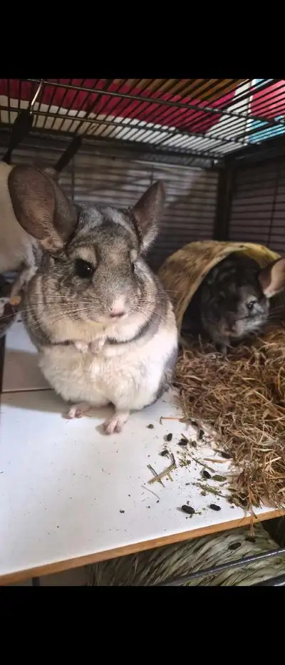 Mosaic Chinchilla and Standard Grey Pair, View more