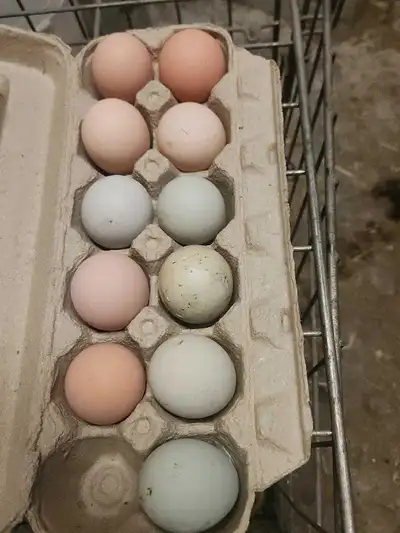 oeufs fécondés poules mixtes, View more