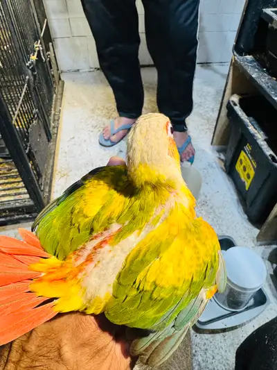 It is handfed baby parrot for sale only 7 week old. Friendly and small could be trained tricks and p...