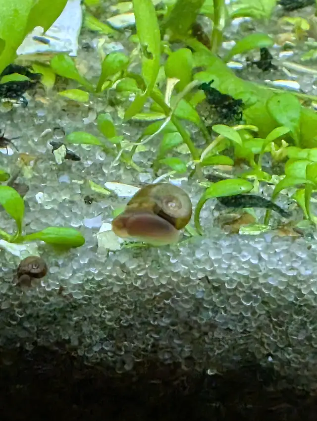 Live Ramshorn Snails – Bulk Puffer Fish Food / Enrichment Treats in Fish for Rehoming in Brantford - Image 4