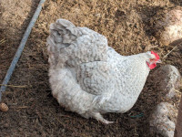 Orpington Chicks + hatching eggs