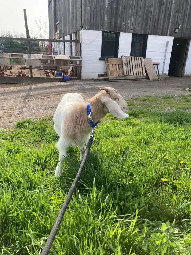 Farm Experience458404529303070724