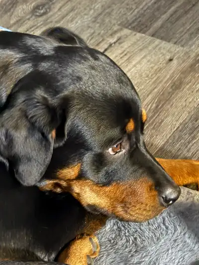 Champion Bloodline King Rottweiler Puppies, View more