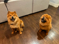 ❤️ Adorable Chow Chows Needs Re-homing