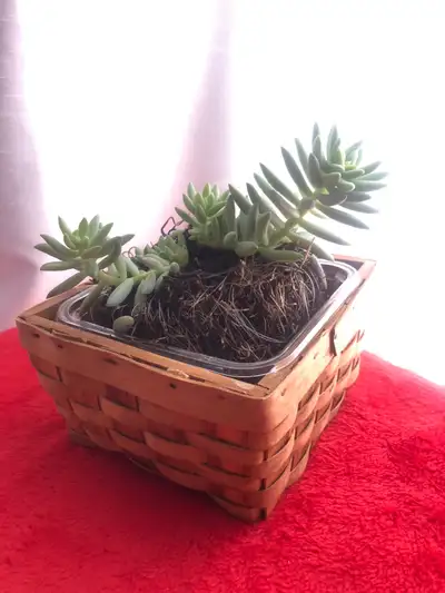 Plante Succulente, View more