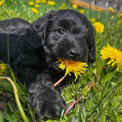 Adorable Toy Poodle x Russian Hunting Spaniel Puppies – Ready for Their Forever Homes! Looking for a...