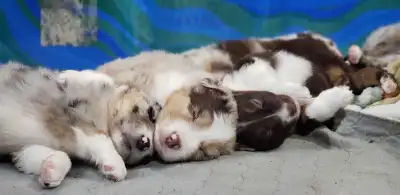 Australian Shepherd Puppies * Standard Size *, View more