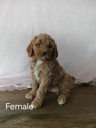 Moyen Poodle Puppies, View more