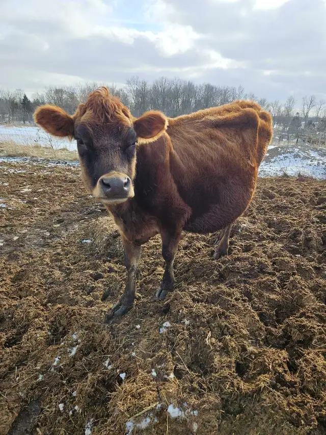 Bred Jersey Cow in Livestock in Hamilton - Image 2