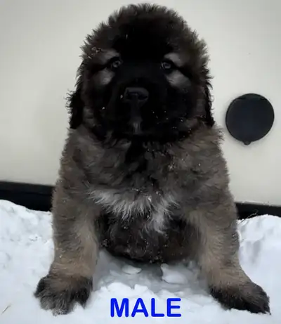 XL CAUCASIAN SHEPHERD (OVCHARKA) PUPS, View more