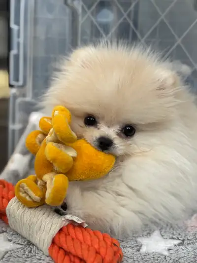 *TINY* Pomeranians from Korea! Teddy bear face / teacup, View more