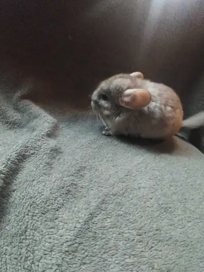 baby fancy white chinchilla, View more