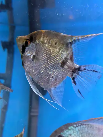Silver Marble Angelfish Adult - Tropical Aquarium Fish, View more