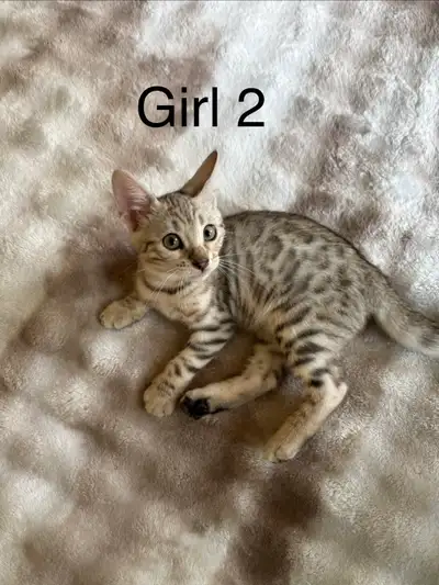 Purebred Bengal Kittens, View more