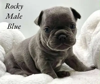 Beautiful baby frenchton’s looking for the forever family’s , Ready July 2 . Will have there vet che...