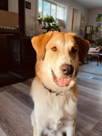 Australian Shepherd and Great Pyrenees mix, View more