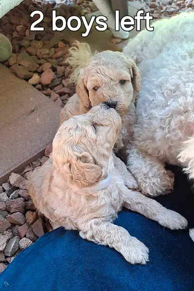 BEAUTIFUL APRICOT Toy Miniature POODLE Puppies with vet 2 LEFT, View more