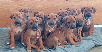Purebred Rhodesian Ridgeback Puppies