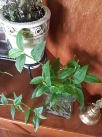 lush Inchplant cuttings & vase