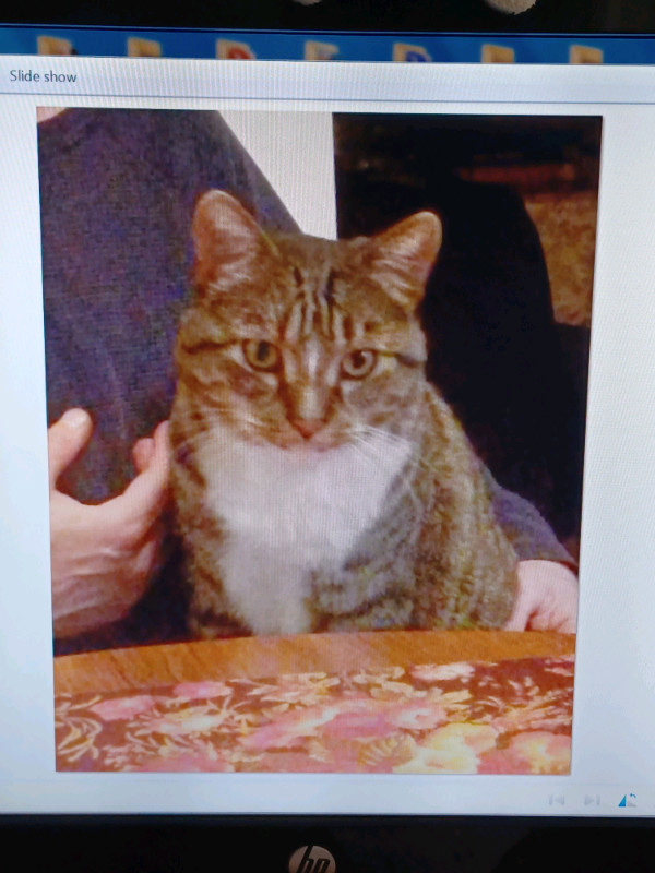  Reward - Missing  9 year old TOM Kitty in West Edmonton  in Lost & Found in Edmonton - Image 3
