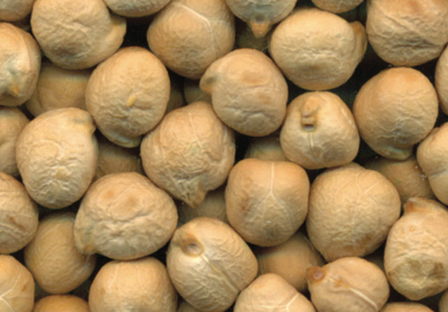 CDC Palmer Kabuli Chickpea Seed - Certified in Other in Medicine Hat