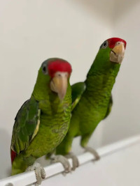 Extremely rare red fronted amazon parrot babies! poss delivery