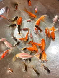 Baby Goldfish - Great for pond or pet