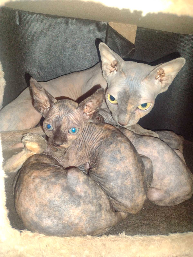 Sphinx kittens  in Cats & Kittens for Rehoming in Owen Sound