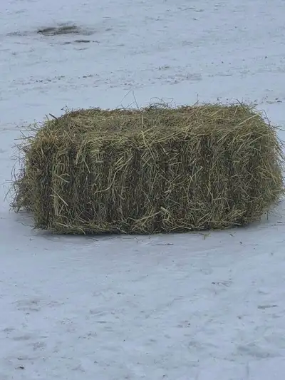 Horse Hay for sale, View more