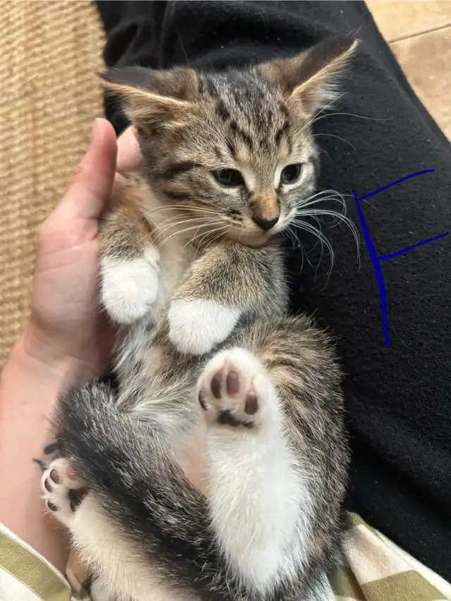 Chatons cherchent familles in Cats & Kittens for Rehoming in Trois-Rivières - Image 3