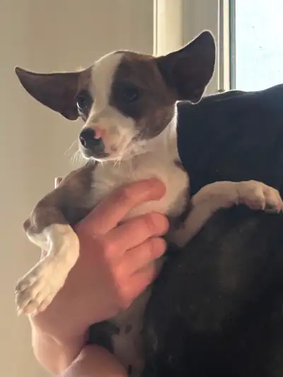 Chihuahua Puppies, Family Friendly!, View more