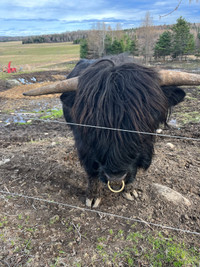 Scottish highland bull