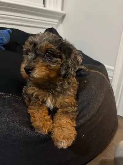 Tiny Toy Poodle Puppy – Ready Now, View more