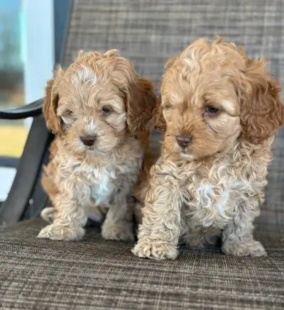 Title: Adorable Cavapoo’s!❤️ Discription We have adorable cavapoo puppies! They are ready to be reho...