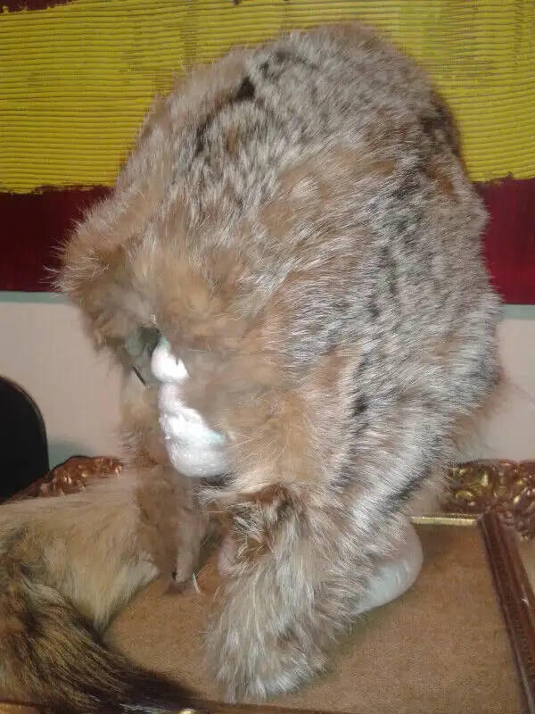 Fur Hat in Women's - Other in Ottawa - Image 3