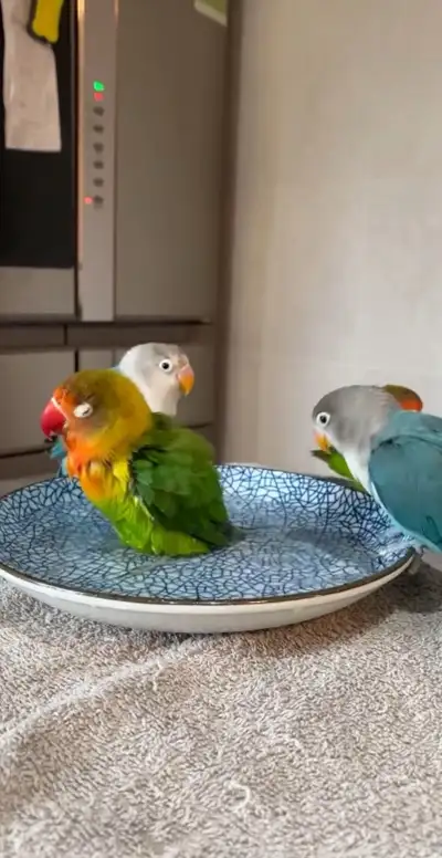 TWO DAY ONLY LOVE BIRDS SALE MESSAGE QUICK, View more