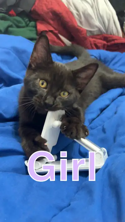 kitten for sale, View more