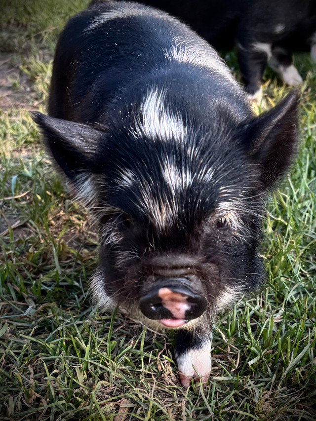 Kunekune  Piglets in Livestock in Owen Sound - Image 4