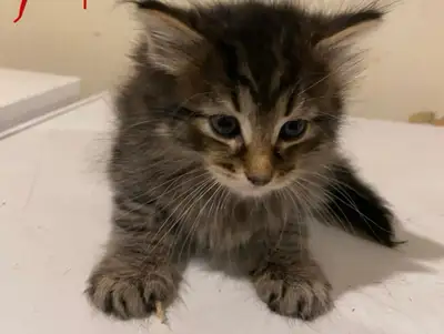Male Kitten for Rehoming, View more