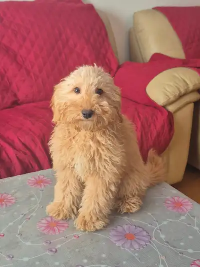 Smart & Cutie Toy Poodle Puppy, View more