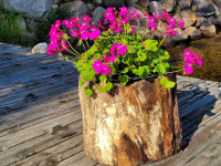 TREE TRUNK PLANTERS – ONLY $20!!! – 80% OFF!